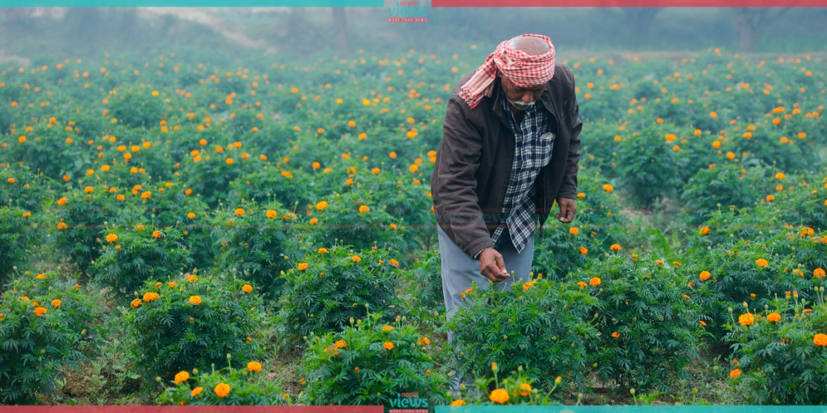 Ramprajat Sah's Marigold farm (Photo Feature)