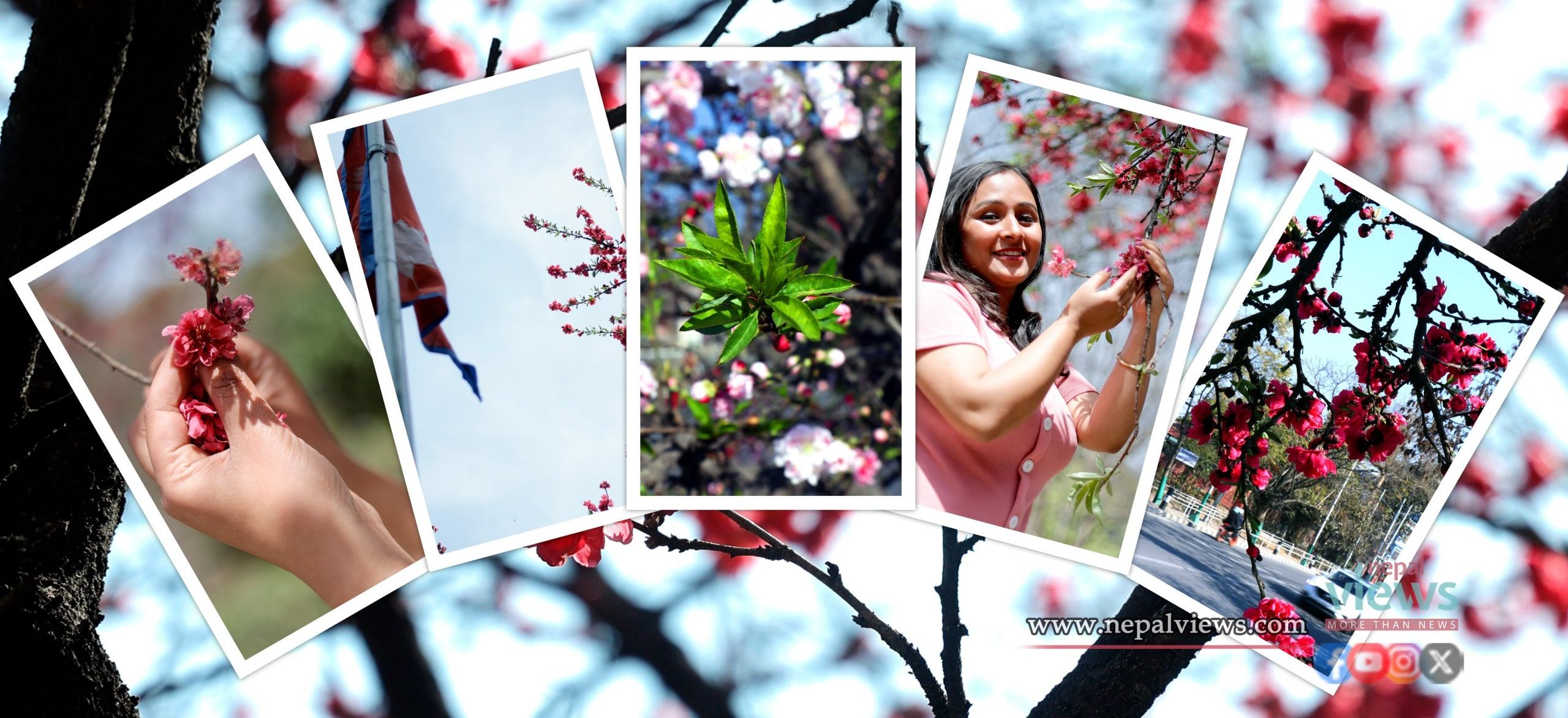Blooming "Cherry" in Kathmandu (Photo Feature)