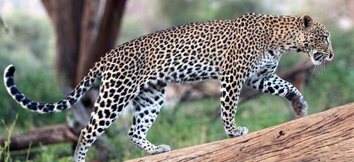 Minor dies in leopard attack