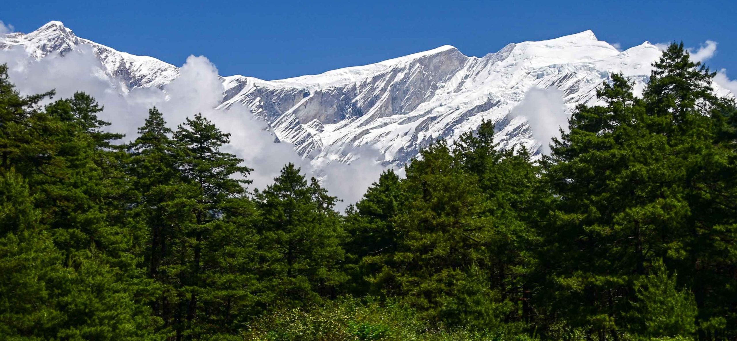 Mysterious Mustang (Photos)