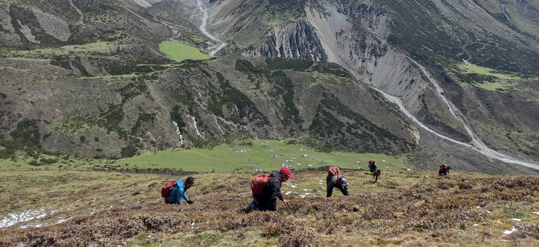 Chhekampar folks flock to highlands to pick Yarasagumba