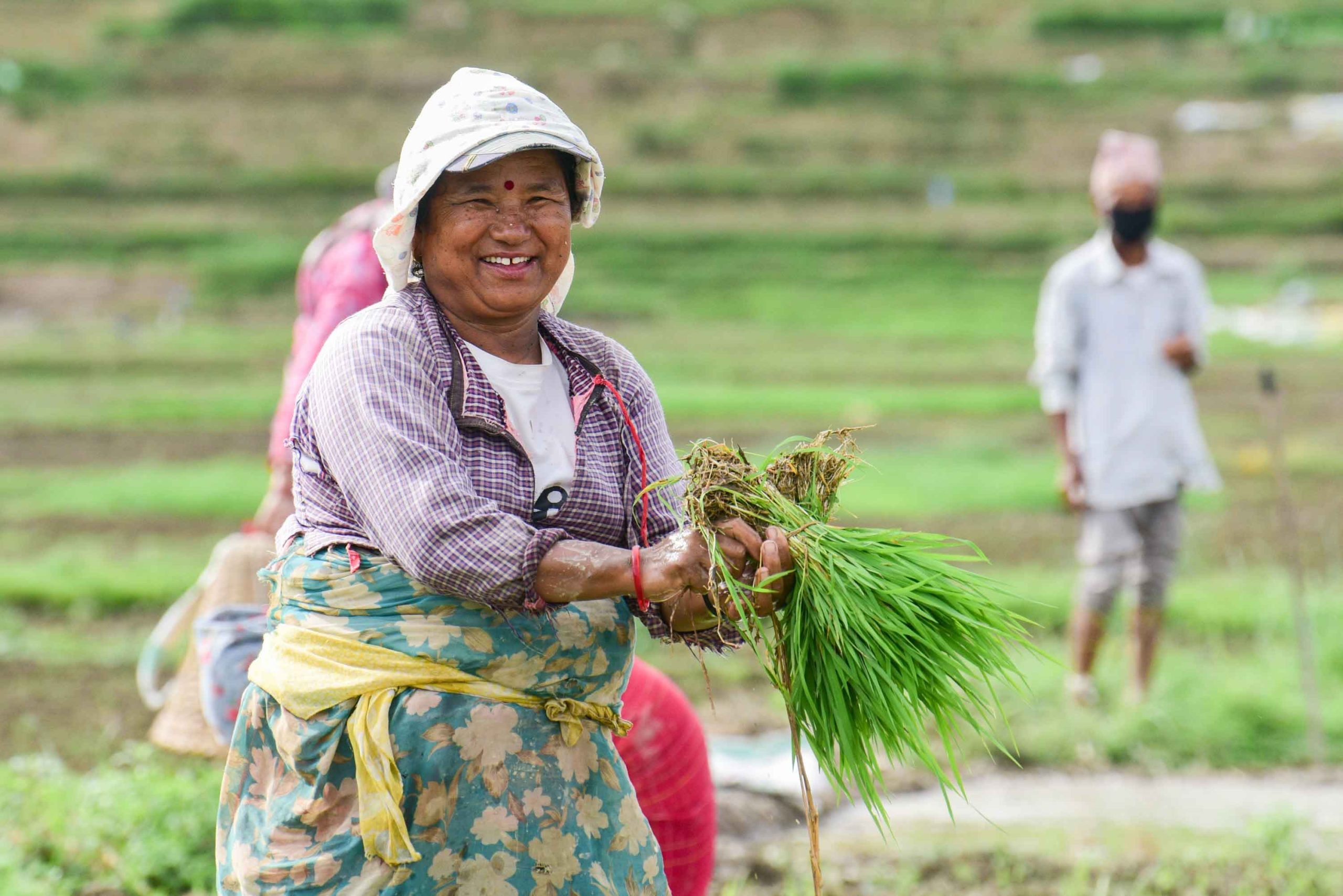 Bungamati and Khokana keep paddy plantation tradition alive amid Urban ...