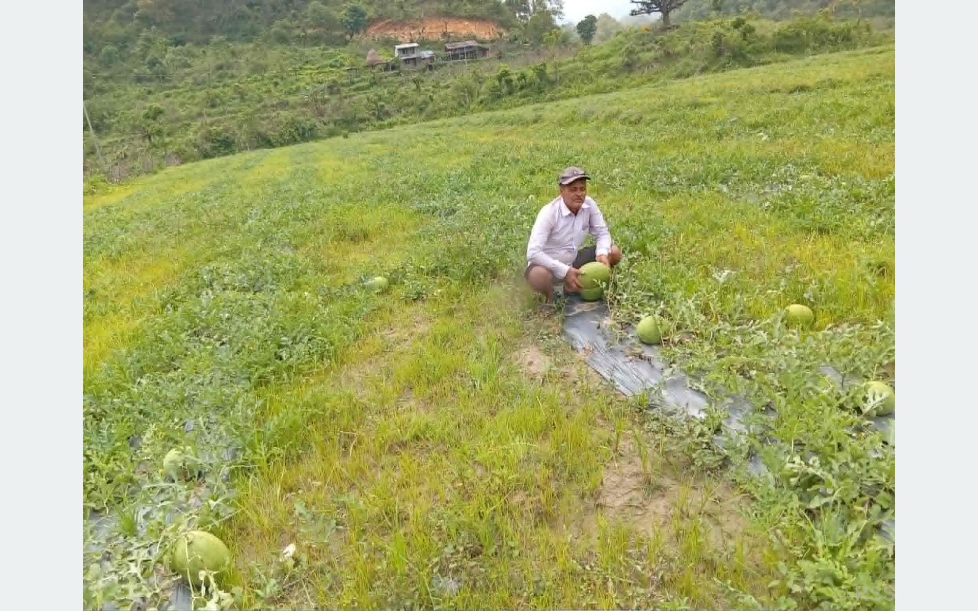 शिक्षण र वैदेशिक रोजगारी छोडेर तरबुजा खेतीमा जमेका रमेश