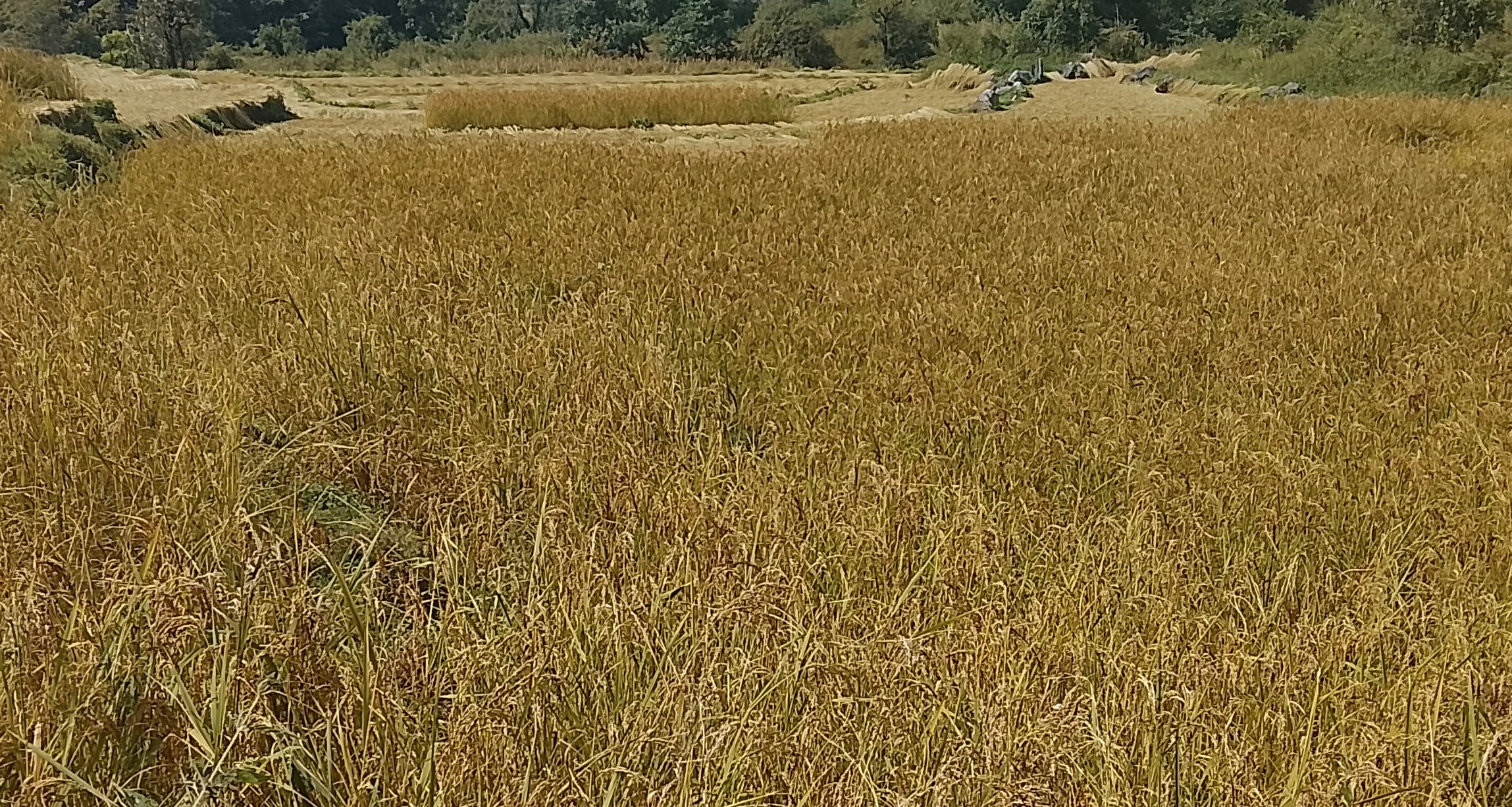 बाजुराका विभिन्न खेतमा पहेँलपुर भएर पाकेको धानबाली (तस्वीरहरू) | Nepal ...