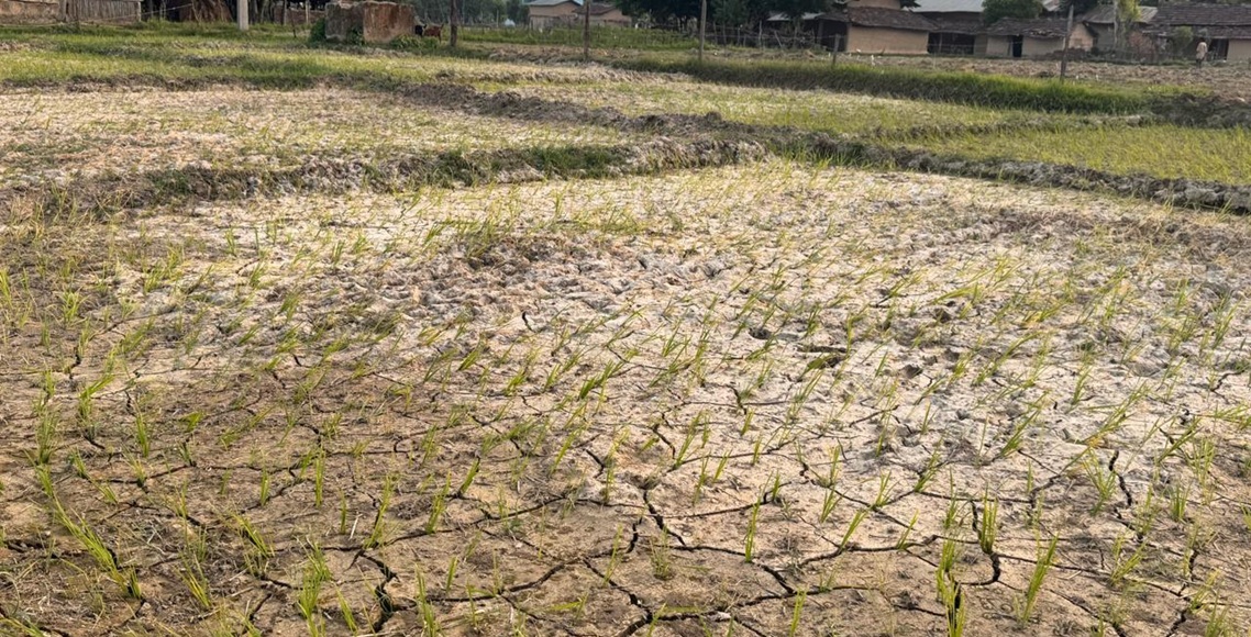 Farmers Concerned as Lack of Rain Causes Paddy Crops to Dry · K cha khabar
