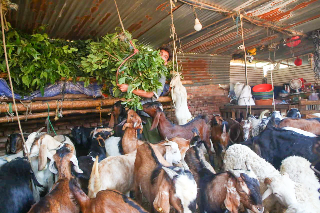goat (1)
