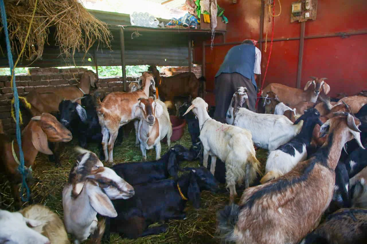 goat (10)