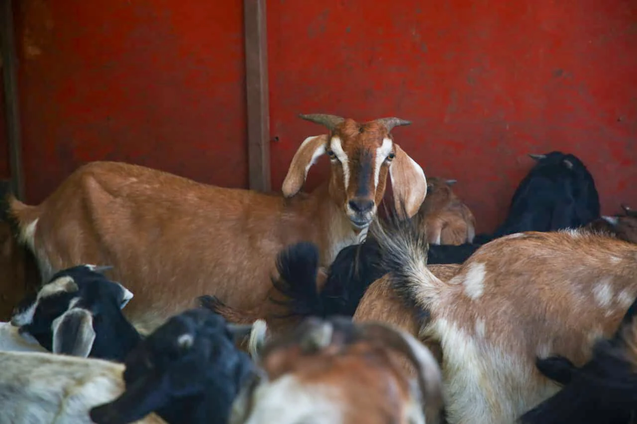 goat (11)