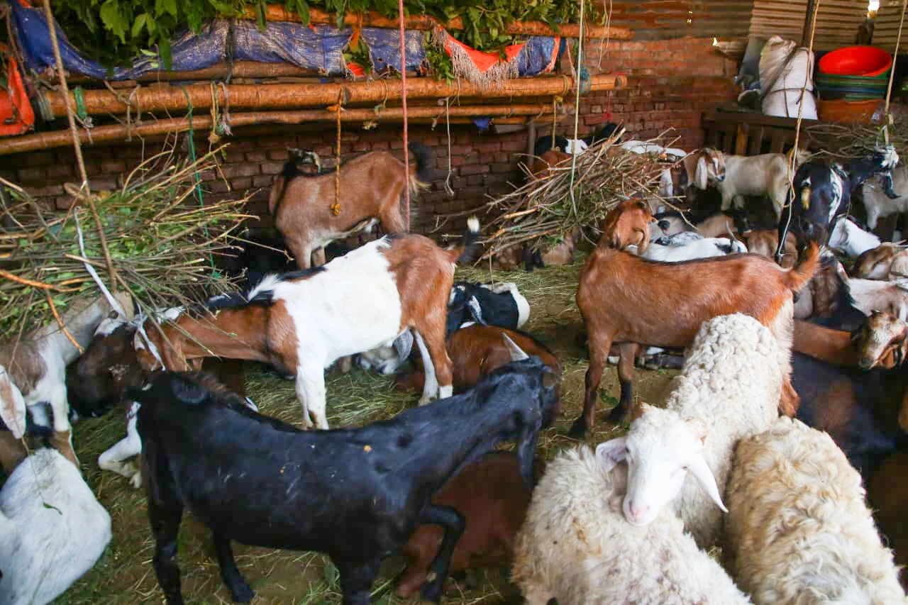 goat (12)