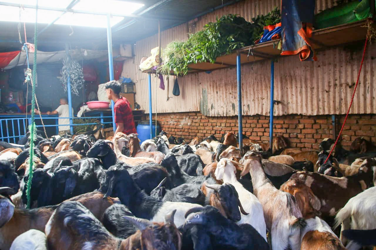 goat (6)