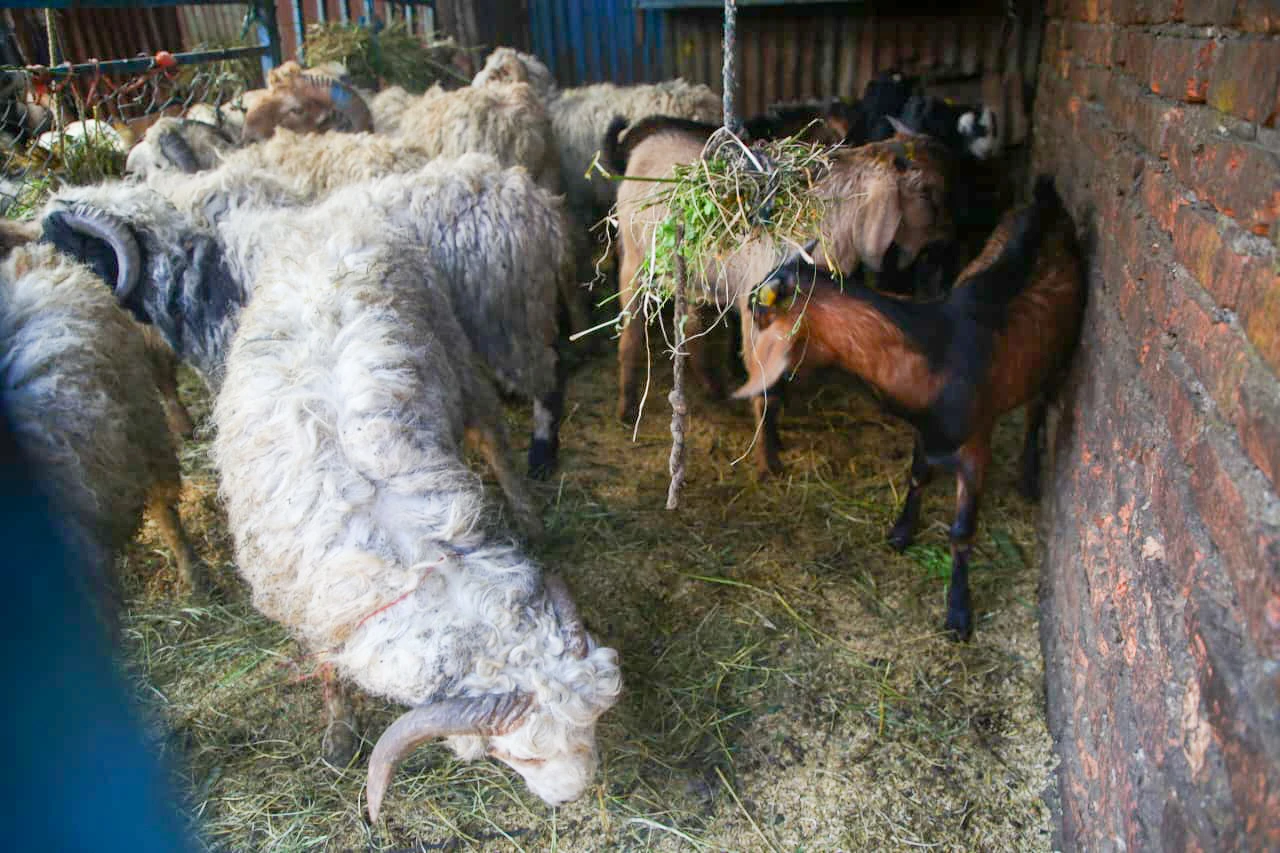 goat (7)