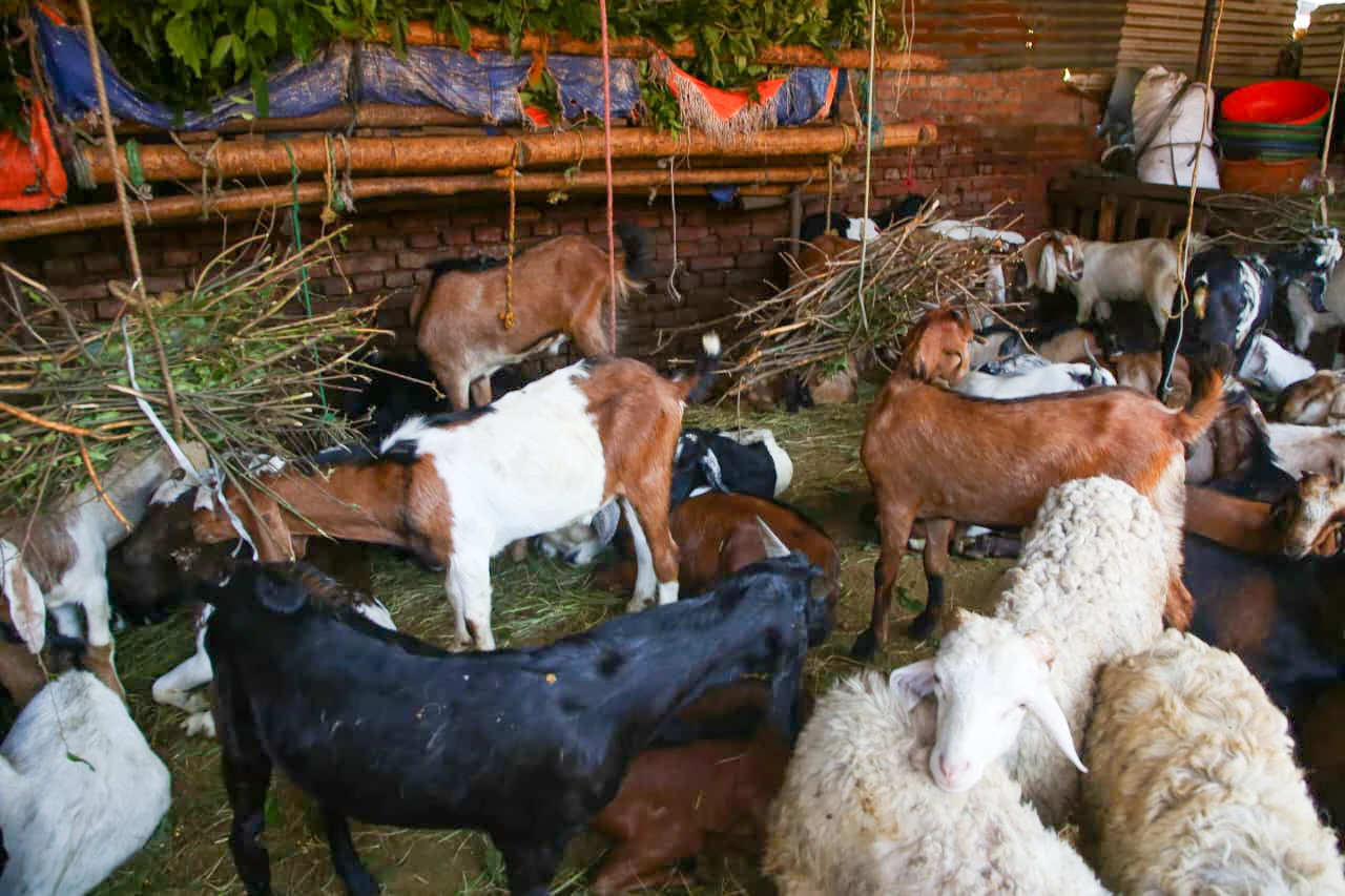 goat (9)