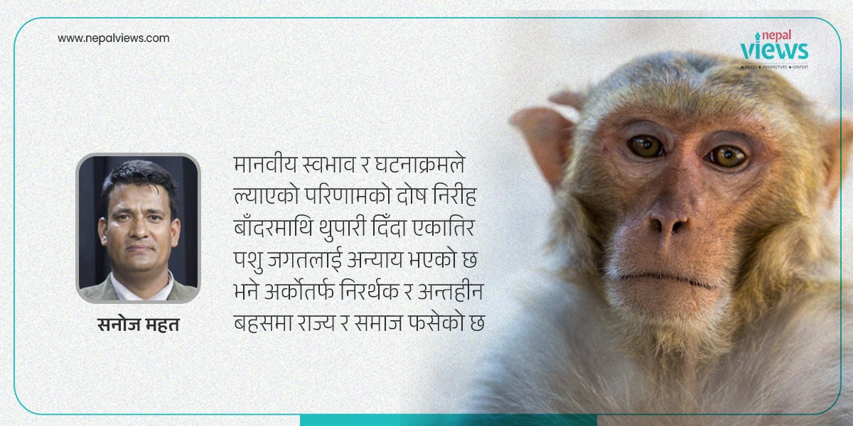 बाँदरले  मानवीय  विस्थापन बढ्यो कि विस्थापनले बाँदर ?